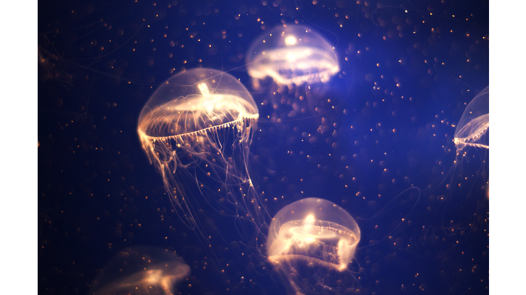 Reports of Jellyfish-like UFOs