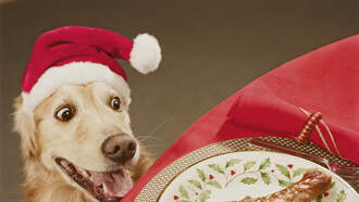 Happy National Chicken Wing Day!