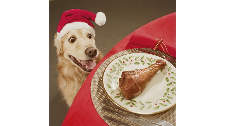 Golden retriever looking at chicken leg on dining table, close-up, high angle view