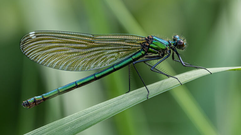 Close-up of dragonfly on plant,Cossington Meadows,United Kingdom,UK