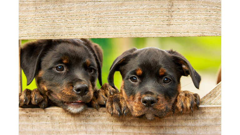 Close-up portrait of puppies,Indonesia