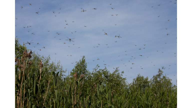 Swarm of dragonflies