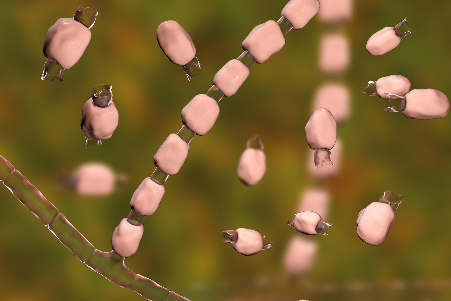 Coccidioidomycosis fungus, illustration