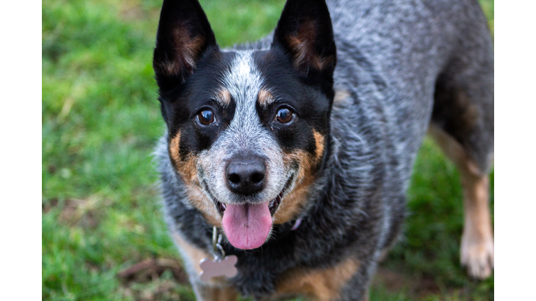 Close-up portrait of australian cattle purebred trained dog on field