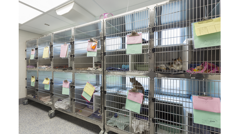 Kitten sitting in cages at animal shelter