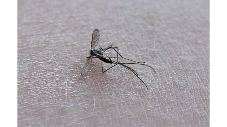 FRANCE-TIGER-MOSQUITO-AEDES-ALBOPICTUS-SCRATCHED