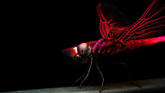 Watch: Massive Swarm of Dragonflies Engulfs Beachgoers