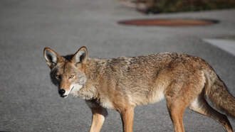Coyotes On The Loose - Advice From FWC