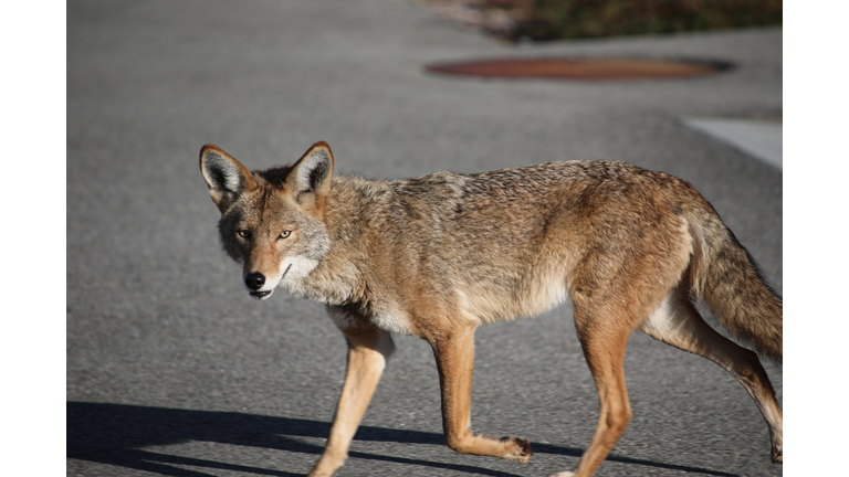 Coyote on the Loose 1