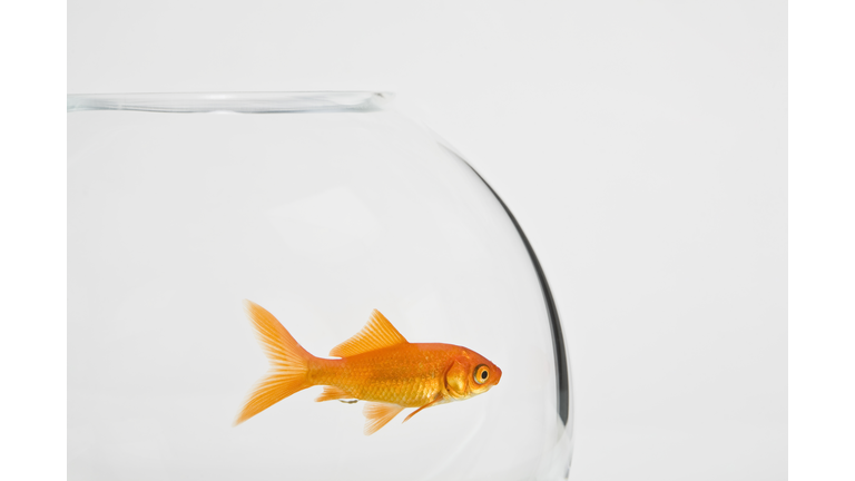 A goldfish in a fishbowl