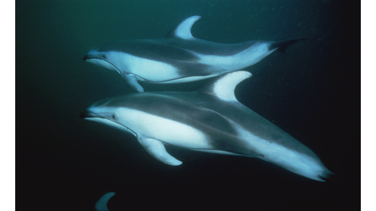 White-Sided Dolphins