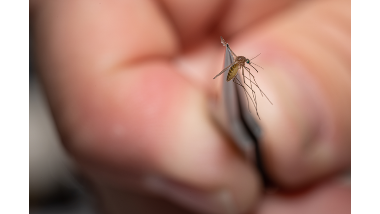 Mosquitos In Kentucky Are Tested After West Nile Virus Found In Area