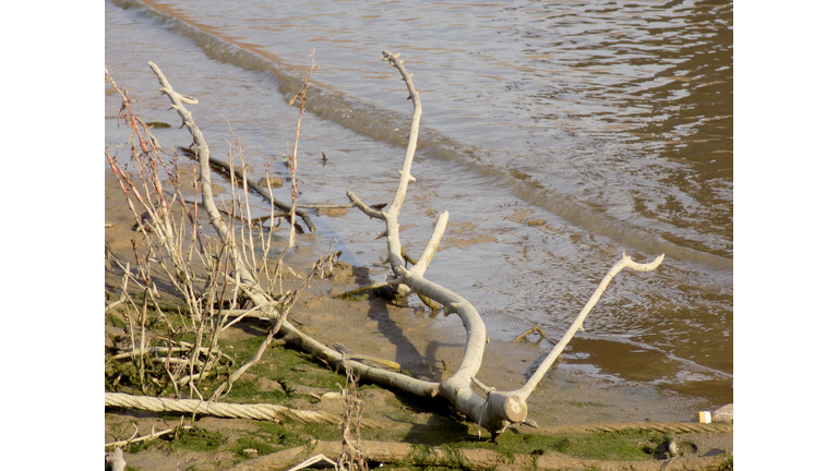 broken parts of the tree on the river bank, during the dry season