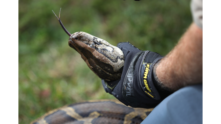 Hunters Gather In Florida Everglades To Capture Pythons In "Python Bowl"