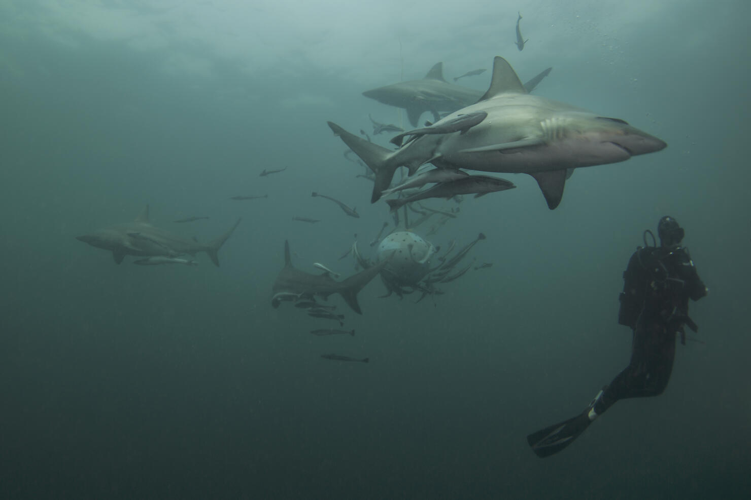 Carcharhinus limbatus