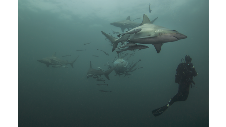 Carcharhinus limbatus
