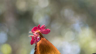 Trying to spoil our rooster! 