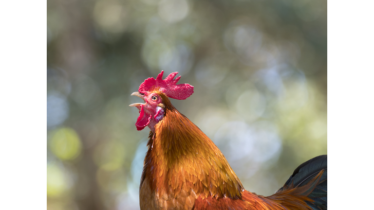 Orange, red and black rooster of colors, breed of natural form and at liberty in the field. island of Terceira, Azores, Portugal.