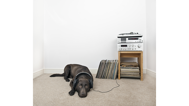 Dog listening to records