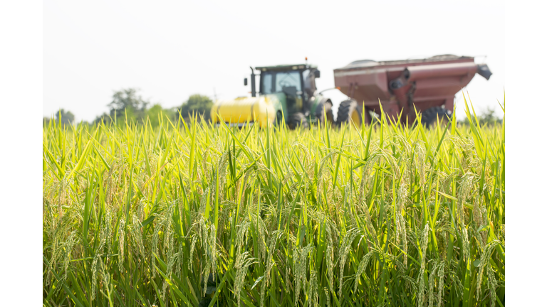 Rice Ready for Harvest in a Louisiana Field