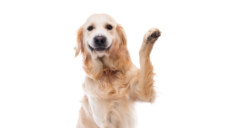 Golden retriever dog giving paw sideways