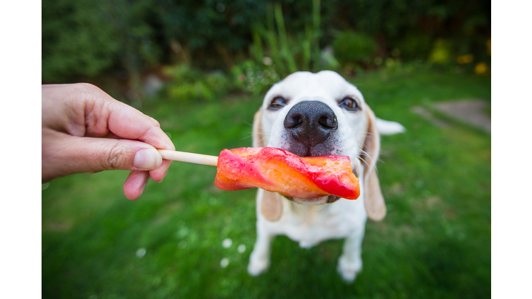 Dog eating Ice Cream, Ice Lolly