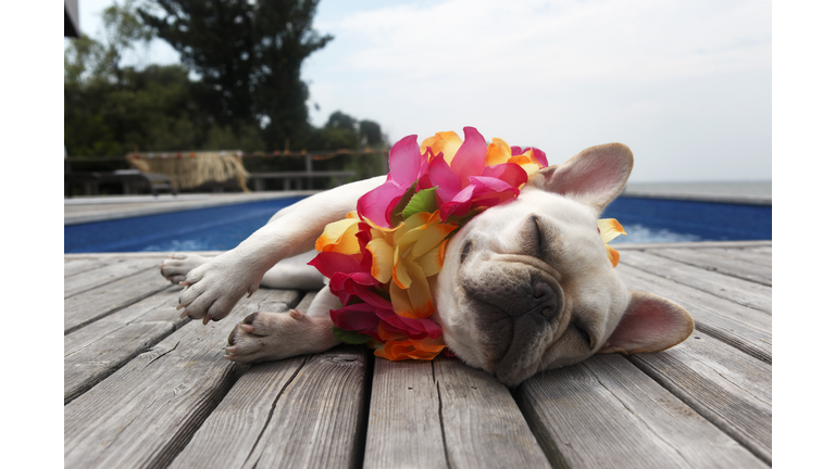 Dog wearing lei by pool