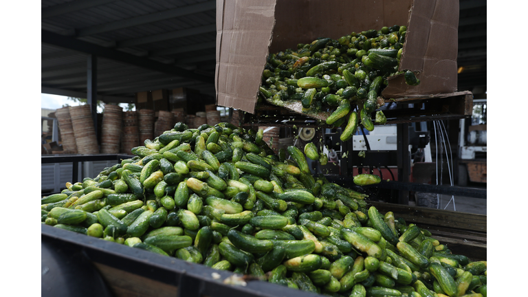 Farmers In Florida Deal With Excess Crops For Lack Of Demand Due To COVID-19