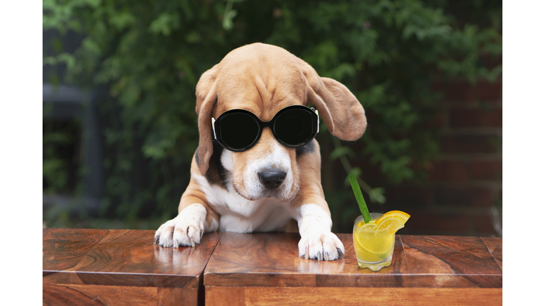 funny beagle dog in sunglasses drinks a cocktail