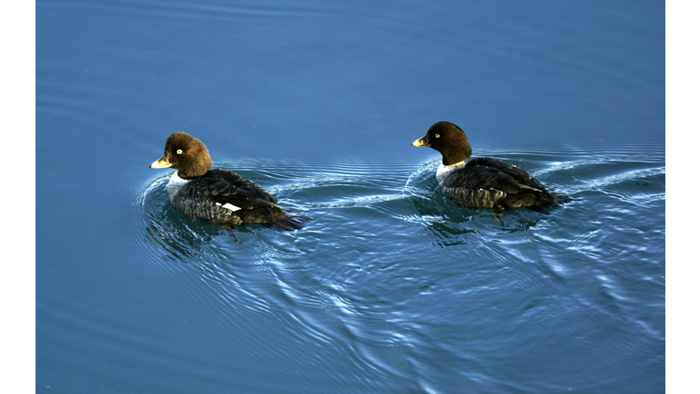 Exxon Valdez Oil Disaster 15 Years Later