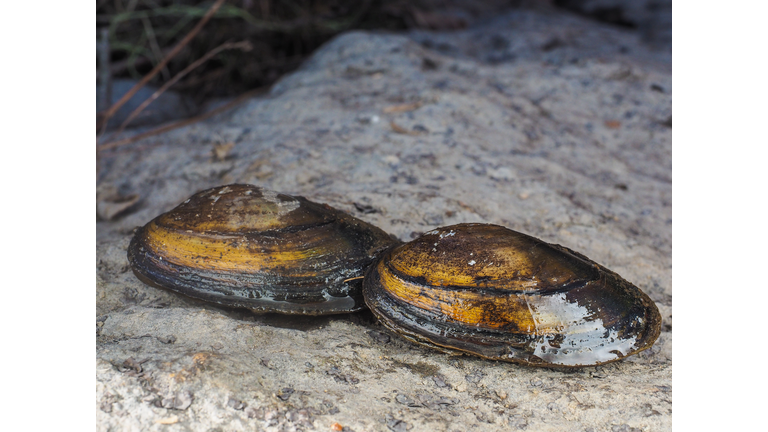 Closeup of freshwater swan mussel on dry land