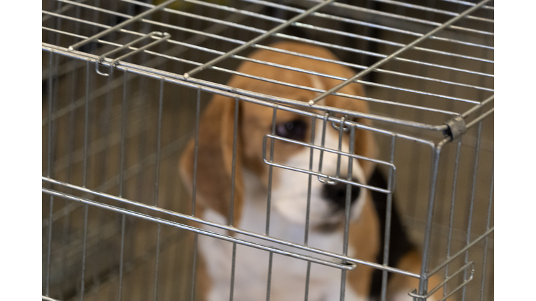 experiment Beagle dog in a cage