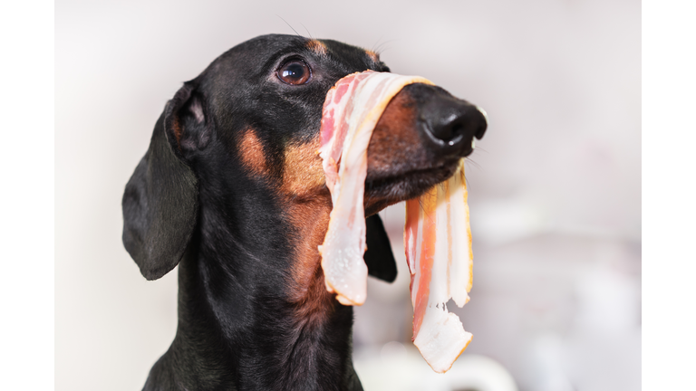 dog dachshund, with a slice of bacon on the nose, looks scared, stealing food from the table