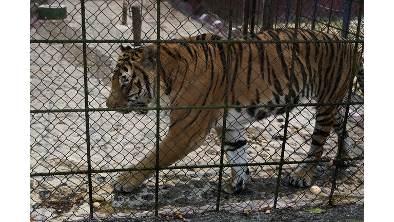 HONDURAS-ENVIRONMENT-ANIMALS-ZOO-CRISIS