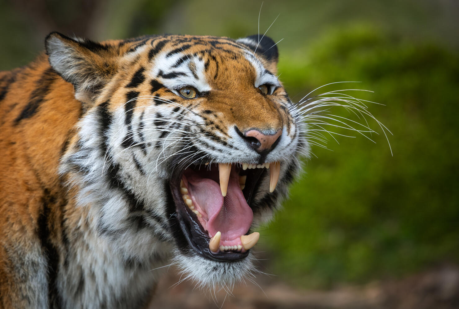 Siberian tiger