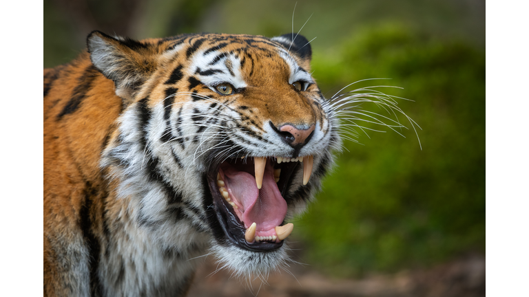 Siberian tiger