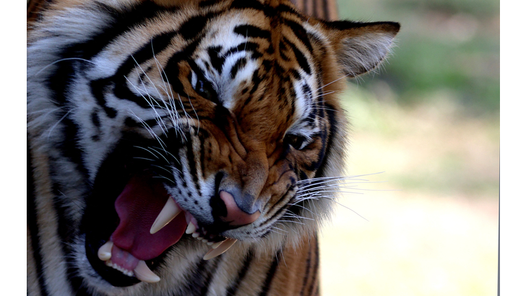 MEXICO-ANIMAL-ZOO-FEATURE