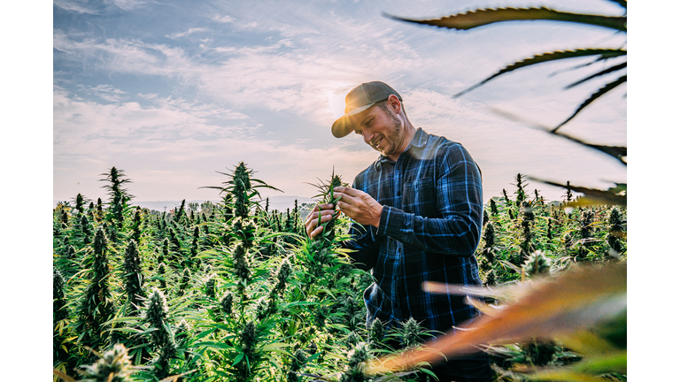 Farmer Inspects His Mature Herbal Cannabis Plants at a CBD Oil Hemp Marijuana Farm in Colorado