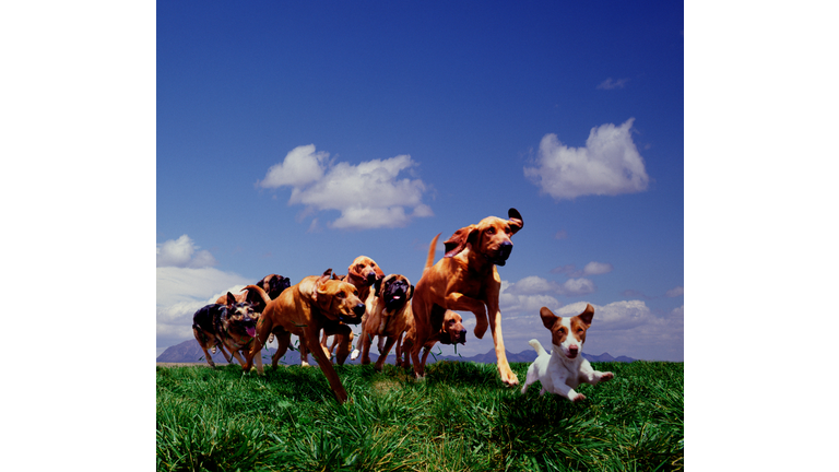 Group of dogs running on grass (Digital Composite)