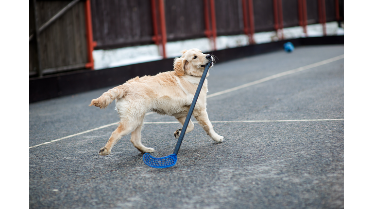 Golden Retriever Carrying Floorball Bat In Mouth On Footpath