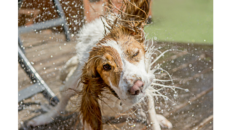 A cocker spaniel dog shaking off water