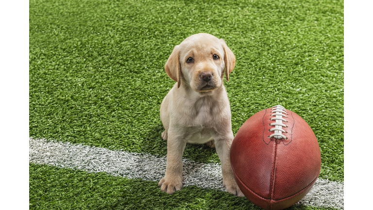 Yellow Labrador puppy sitting next to an American Football - 7 weeks old