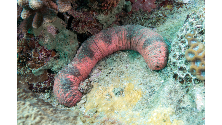 Edible sea cucumber on sandy bottom