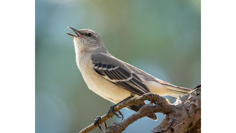 Selective focus shot of an adorable Northern mockingbird singing while perched on a branch