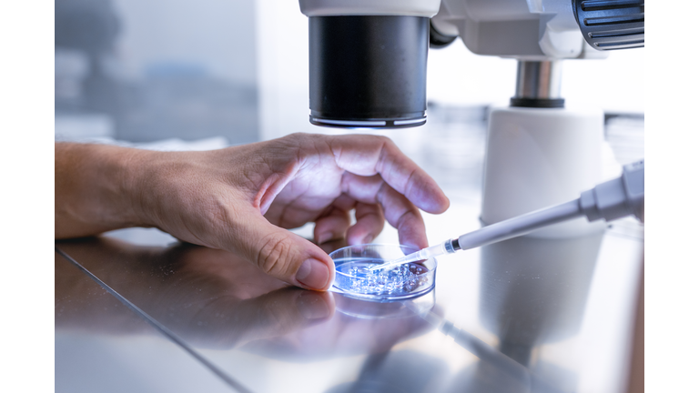 Close up In the fertility laboratory the Doctor preparing embryo cultivation plates