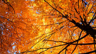 Metro North Adds Trains for Fall Foliage Trips