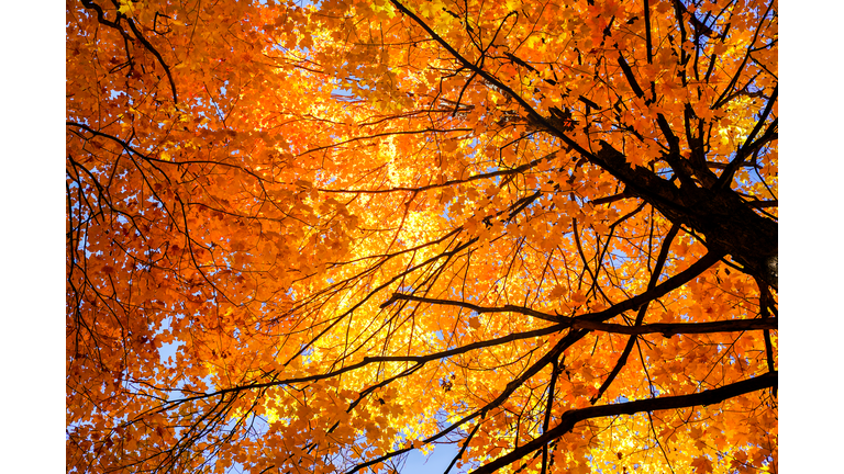 Low angle view of autumnal tree,Wisconsin,United States,USA