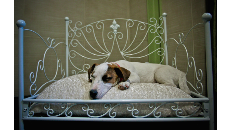 'Actuel Dogs' - Luxury Dogs Hotel Visit