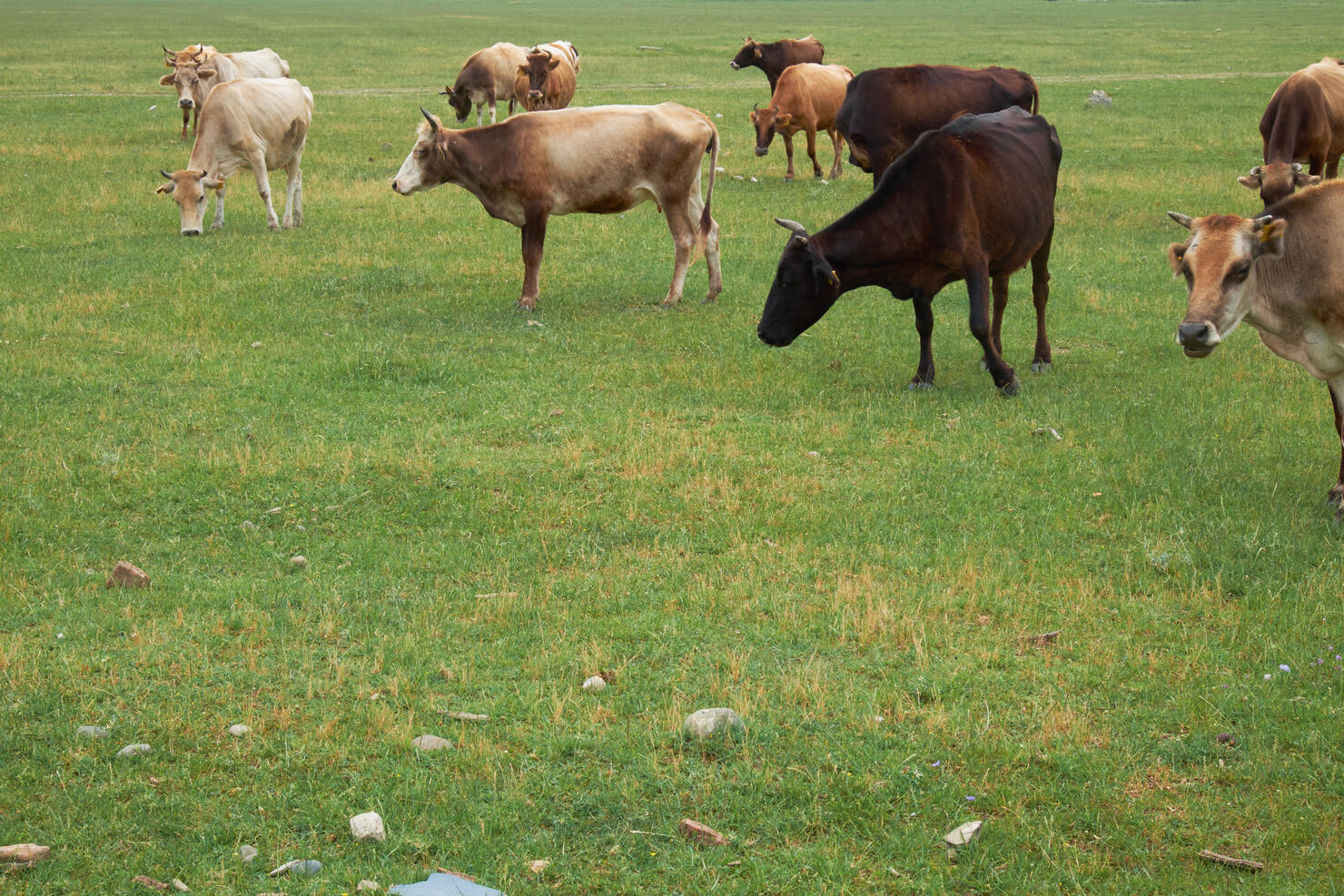 Herd of grazing cows