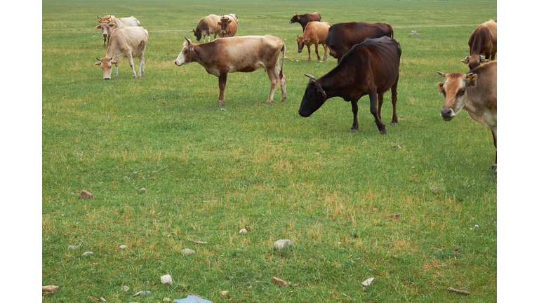 Herd of grazing cows